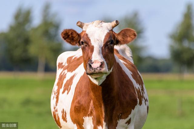 最大肉牛品种介绍(世界上的几种肉牛品种分布及特征你知道吗)(4)