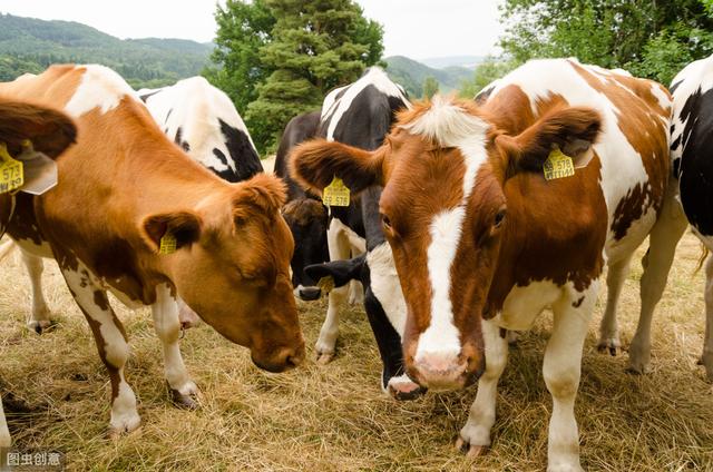 最大肉牛品种介绍(世界上的几种肉牛品种分布及特征你知道吗)(2)