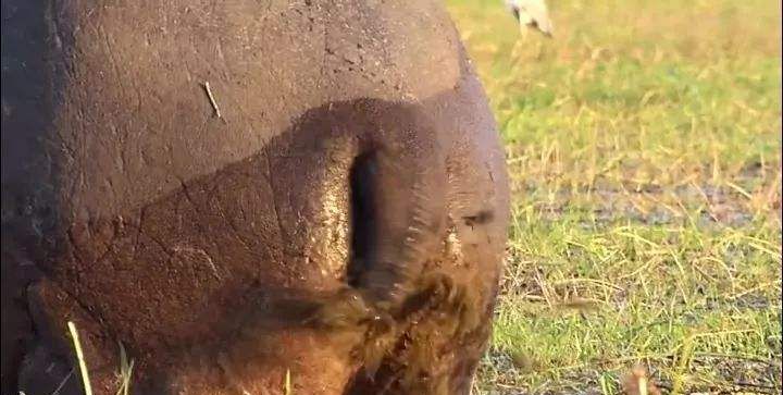 河马一口能吃多少东西