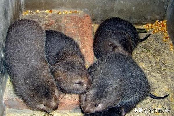 竹鼠的养殖技术及管理（养殖竹鼠时需要注意什么）(6)