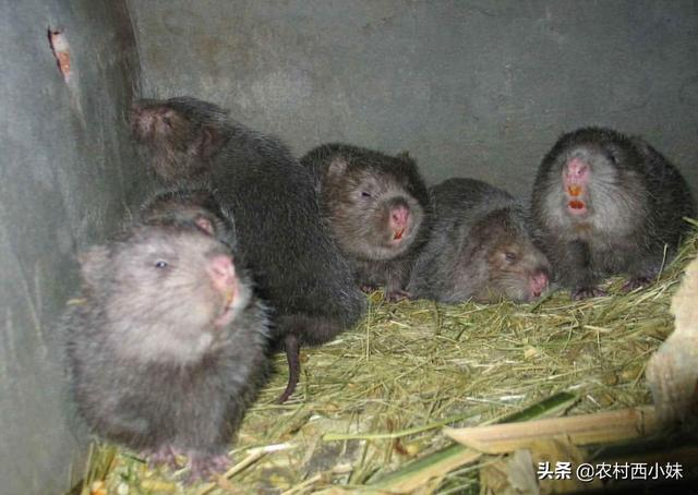 竹鼠的养殖技术及管理（养殖竹鼠时需要注意什么）(4)