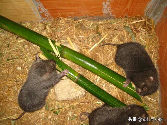 竹鼠的养殖技术及管理（养殖竹鼠时需要注意什么）(3)