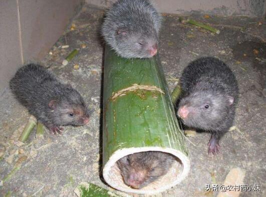 竹鼠的养殖技术及管理（养殖竹鼠时需要注意什么）(2)