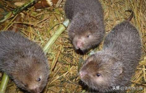 竹鼠的养殖技术及管理（养殖竹鼠时需要注意什么）(5)
