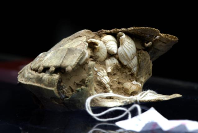 朱大可讲麒麟神兽（揭开冥神的神秘面纱）(2)