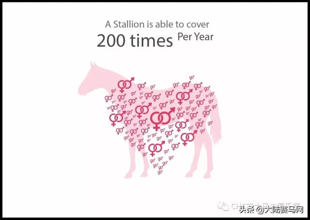 纯血相结合的马（10张图10组数字带你了解纯血马）(7)