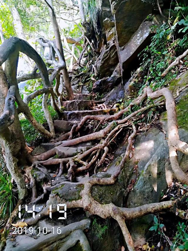 深圳第一高峰梧桐山攻略（我的8次深圳梧桐山之行）(110)