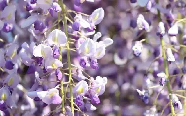 深圳周边自驾游玩攻略路线推荐(推荐你9条深圳周边短途自驾线路)(3)