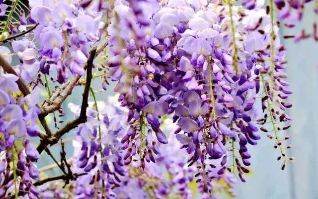 深圳周边自驾游玩攻略路线推荐(推荐你9条深圳周边短途自驾线路)(4)