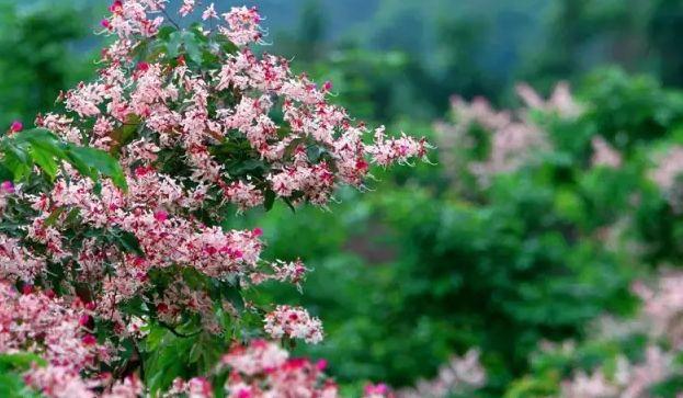 深圳周边自驾游玩攻略路线推荐(推荐你9条深圳周边短途自驾线路)(2)