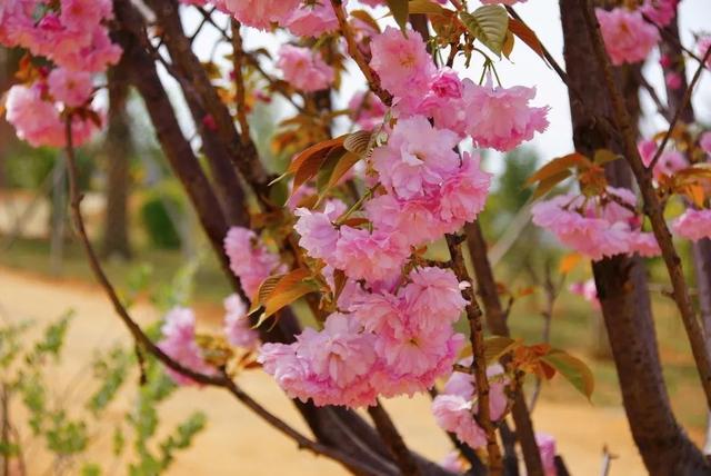 深圳周边自驾游玩攻略路线推荐(推荐你9条深圳周边短途自驾线路)(29)