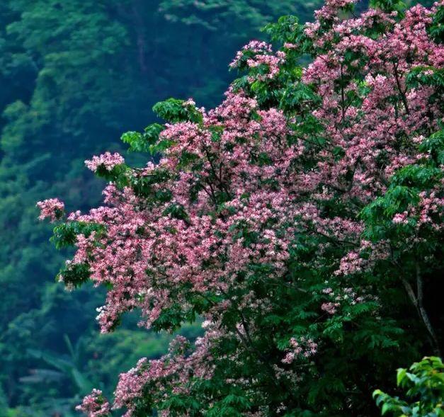 深圳周边自驾游玩攻略路线推荐(推荐你9条深圳周边短途自驾线路)(1)
