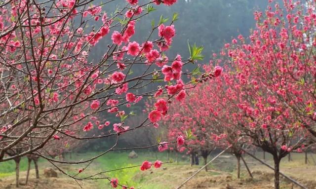 深圳周边自驾游玩攻略路线推荐(推荐你9条深圳周边短途自驾线路)(21)