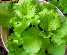 冬天吃生菜好吗