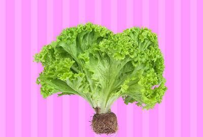 甘蓝菜科的蔬菜具体有哪些种类