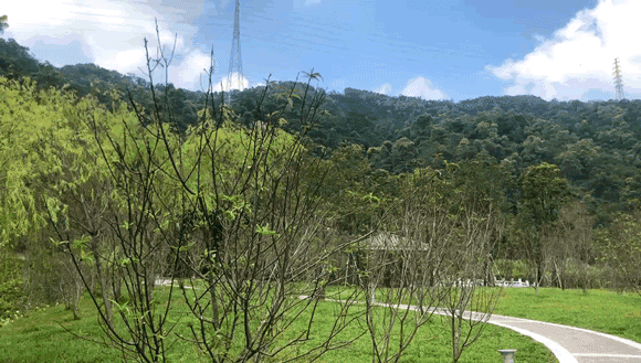 深圳福田红树林生态公园介绍(深圳这个新公园种满了)(48)