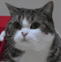 深圳福田红树林生态公园介绍(深圳这个新公园种满了)(8)