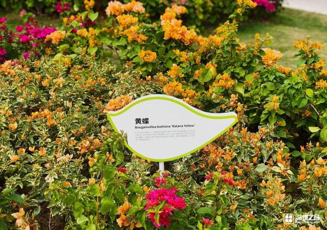 深圳福田红树林生态公园介绍(深圳这个新公园种满了)(20)