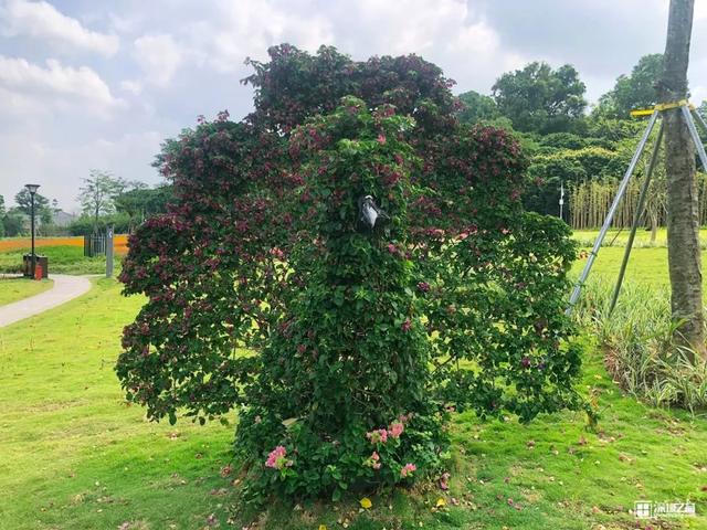 深圳福田红树林生态公园介绍(深圳这个新公园种满了)(30)