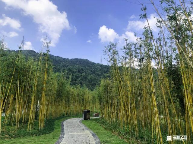 深圳福田红树林生态公园介绍(深圳这个新公园种满了)(47)