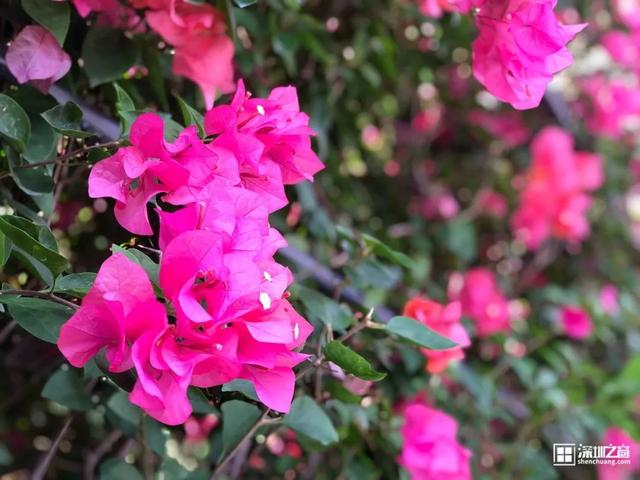 深圳福田红树林生态公园介绍(深圳这个新公园种满了)(14)