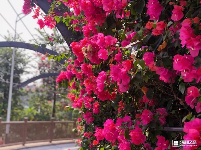 深圳福田红树林生态公园介绍(深圳这个新公园种满了)(13)