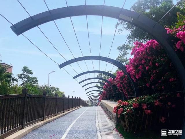 深圳福田红树林生态公园介绍(深圳这个新公园种满了)(11)