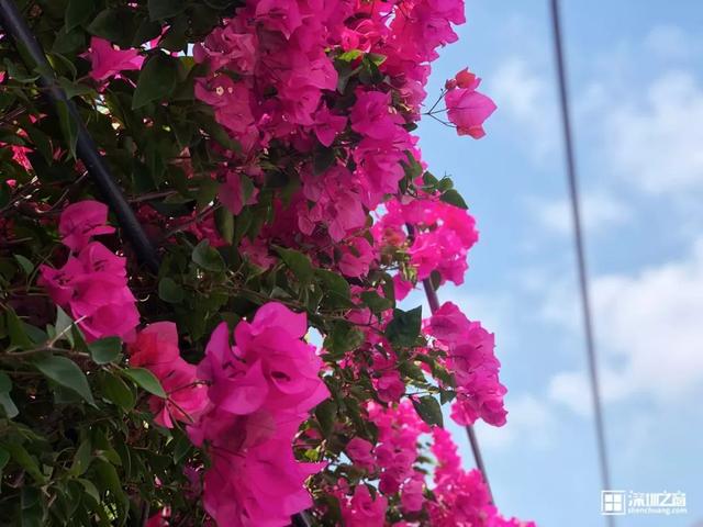 深圳福田红树林生态公园介绍(深圳这个新公园种满了)(15)