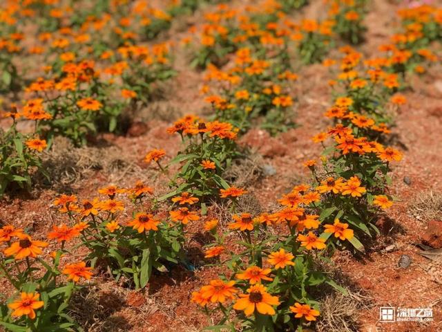 深圳福田红树林生态公园介绍(深圳这个新公园种满了)(44)