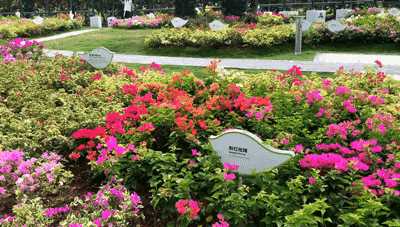 深圳福田红树林生态公园介绍(深圳这个新公园种满了)(18)