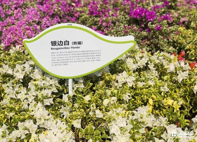 深圳福田红树林生态公园介绍(深圳这个新公园种满了)(23)