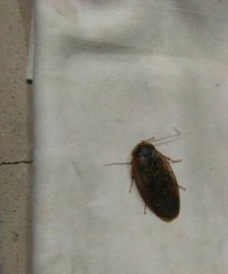 ​冬天蟑螂会消失吗，冬天蟑螂还到处活动吗？