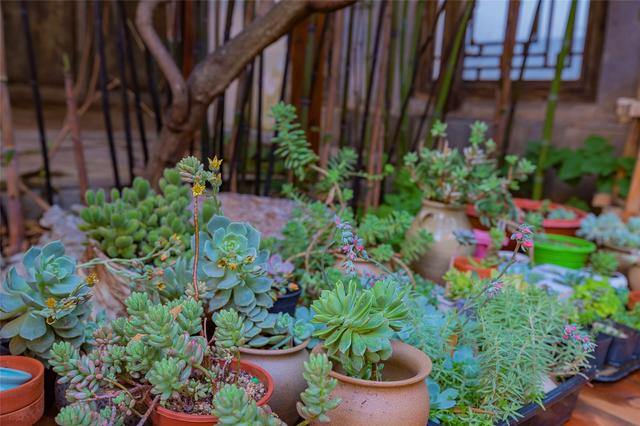 丽江最值得去的民宿(丽江民宿价格飞涨的旺季)(4)