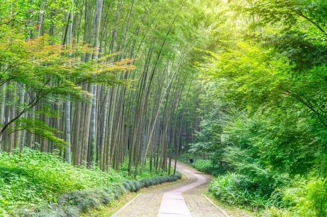 安吉旅游攻略景点排行榜(浙江安吉人气旅游景点推荐)(16)