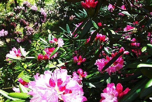 石楠花为什么被称为花中巫妖王