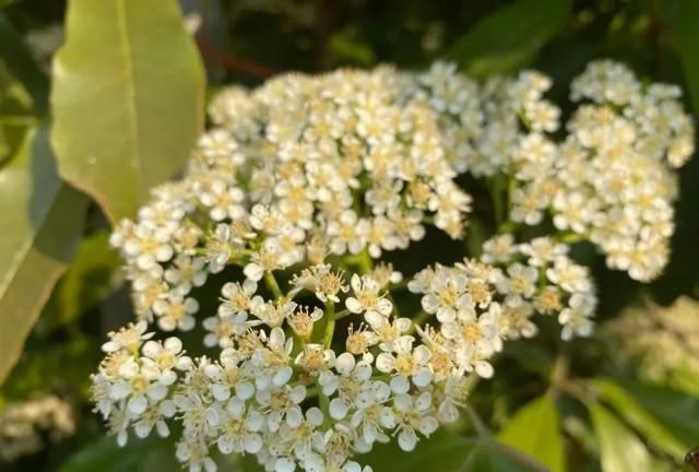 石楠花香是什么意思