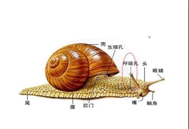 蜗牛的资料和特点100字左右