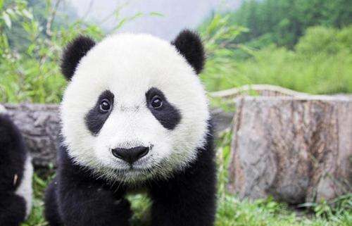 中国的象征物有哪些,中国的象征有哪些图2