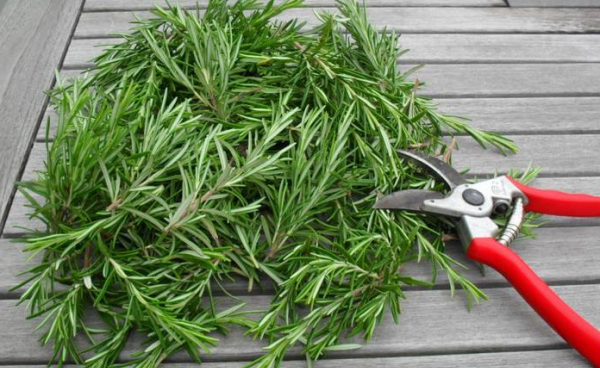 西餐调料大全图解,西餐中常用的香料有哪些图7