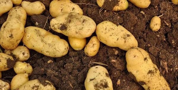 洋芋是土豆哪里土豆最好吃,哪里产的黄心土豆最好吃图2