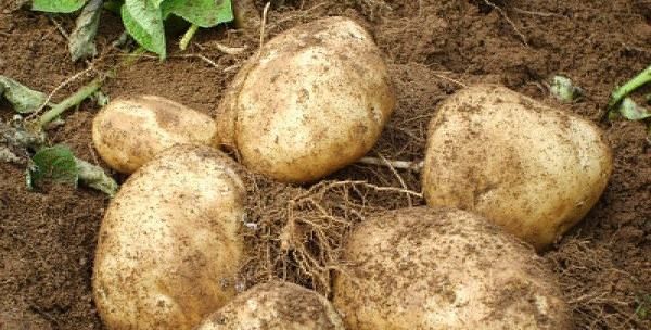 洋芋是土豆哪里土豆最好吃,哪里产的黄心土豆最好吃图3