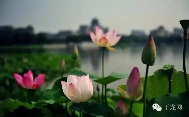 周末北京夏日游玩指南(这个夏天必做的50件事)(40)