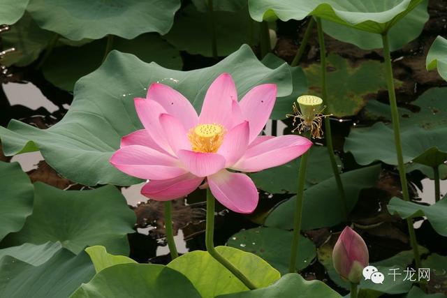 周末北京夏日游玩指南(这个夏天必做的50件事)(11)