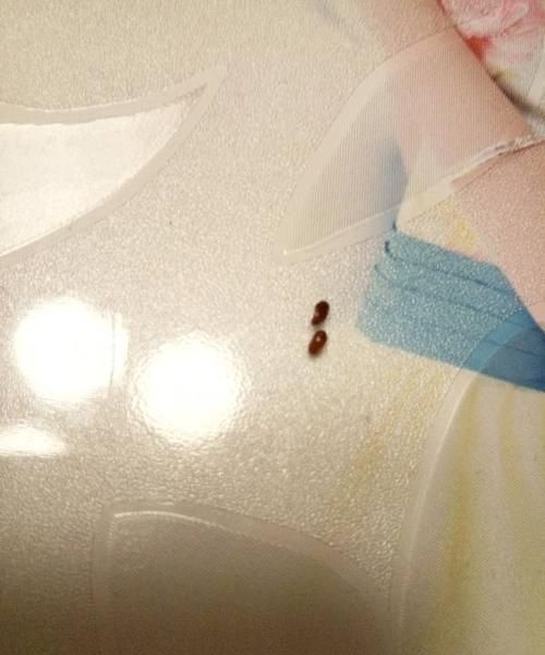 家里怎样找到蟑螂窝图片