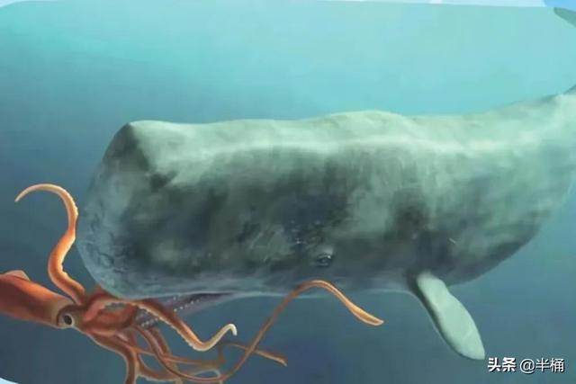 浙江搁浅抹香鲸最新情况（死亡抹香鲸现身宁波）(8)