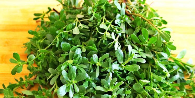 野菜马齿苋怎么做好吃窍门