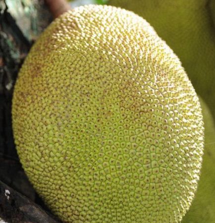 怎样炒菠萝蜜丝窍门