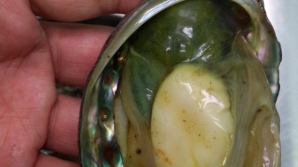 生鲍鱼蒸多长时间,清蒸鲍鱼要多长时间才能好?图8