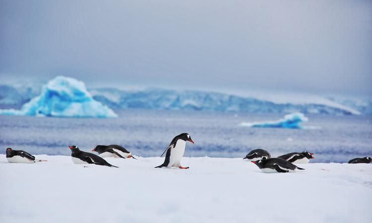 北极南极生活的动物