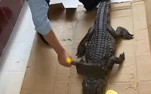 鳄鱼可以吃,火车一刀下去图3